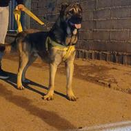 واگذاری سگ سراب