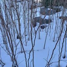 فروش ارغوان زمینی تعداد بالا سه ساله