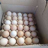 تخم مرغ محلی