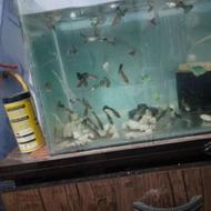 آکواریوم همراه با ماهی و لوازم با عروس هلندی هم معاوضه میکنم