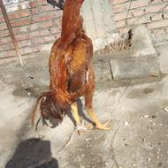 خروس لاری 7 ماهه