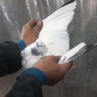 معاوضه با کبوتر مسافتی ماده