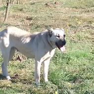 ماده پژدر به شرط توله دهی واگذاری