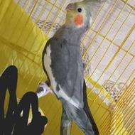 طوطی عروس نر مولد سالن