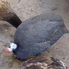 فروش مرغ شاخدار