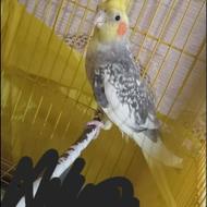 طوطی عروس نر مولد سالن