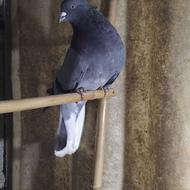 کبوتر یاکفتر