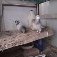 سرورشازده هما