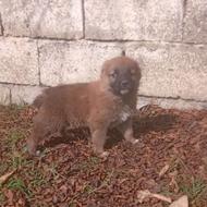 واگذاری سگ توله محلی