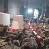 گوشت بلدرچین گرم و فریزری