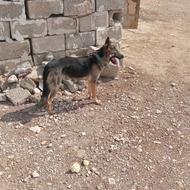 واگذاری یک عدد سگ شرمن جنسیت ماده