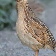 بلدرچین تخم کذار