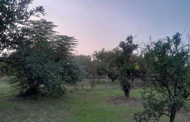 فروش زمین باغی به مساحت 5000متر واقع درکیلومتر 15 جاده دریا