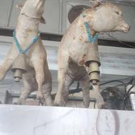 فروش گوساله همراه با زنگوله