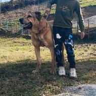 واگذاری سگ سرابی 