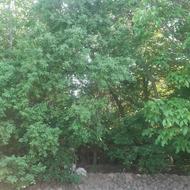 300 هکتار باغچه و خانه مسکونی کوچک