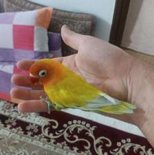 طوطی برزیلی یا کوتوله مولد