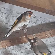 سهره نر بخون و ماده زیبا 1ساله قفس معاوضه با قناری