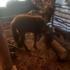 مادیان با کره عاقل باری سواری سال 9کره هم مادیان