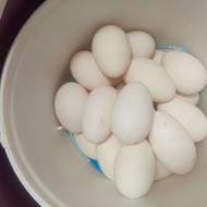 تخم غاز درشت