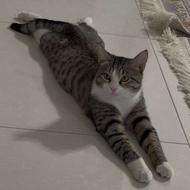 واگذاری گربه DSH زیبا