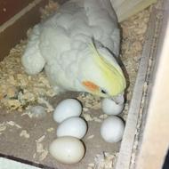 یک جفت عروس هلندی مولد با جوجه ( شاه تخم ) فوری