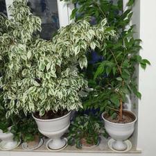 گل بنجامین بزرگ