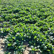 اسفناج تازه چین تمیز