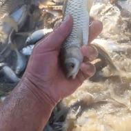 فروش بچه ماهی امور کپور فیتیفاک وبیگهد بهترین نژاد