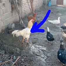 خروس لاری .....