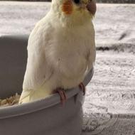 جوجه عروس هلندی کاملا دستی