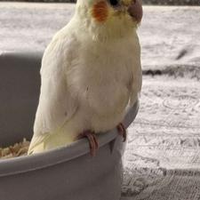 جوجه عروس هلندی کاملا دستی