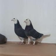 کفتر گلی مهر پرشی