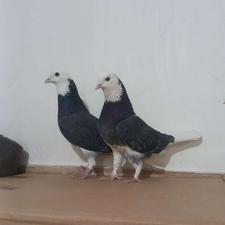 کفتر گلی مهر پرشی