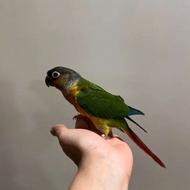 طوطی گرینچیک دست آموز و بازیگوش چیگو میگه