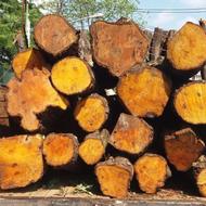 خرید چوب و درخت