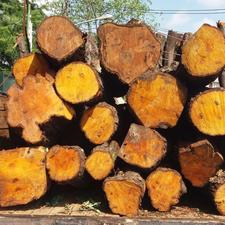 خرید چوب و درخت