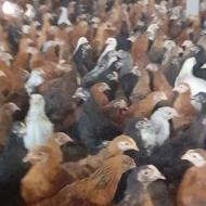 جوجه مرغ بومی گلپایگانی