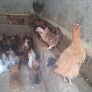 فروش تعدادی مرغ تخم گذار