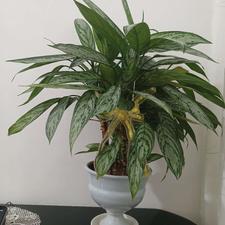 گل خانگی سالم وسرسبز