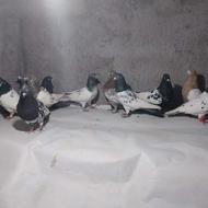 فروش 11عددکبوتر