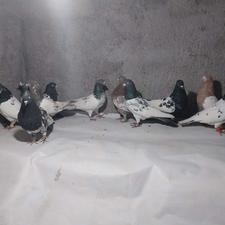 فروش 11عددکبوتر