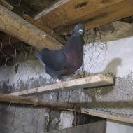 تعدادی کفتر پرشی ساعتی.