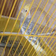 دوعدد طوطی عروس نر مولد