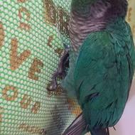 تراکویس ابی سبز