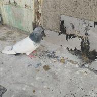 کبوتر کله سبز نر