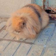 خرگوش لپ ماده