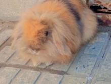 خرگوش لپ ماده در شیپور