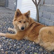 واگذار سگ ماده ژرمن هاسکی