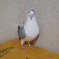 دوتانر تهرونی یه ماده بدرنگ دمگیر